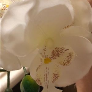 Meet your Posher, Yisel